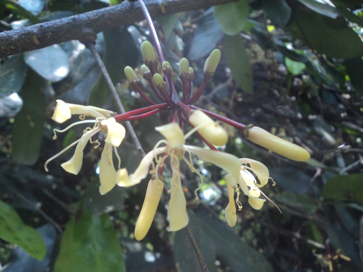 Quassia indica (Gaertn.) Noot.